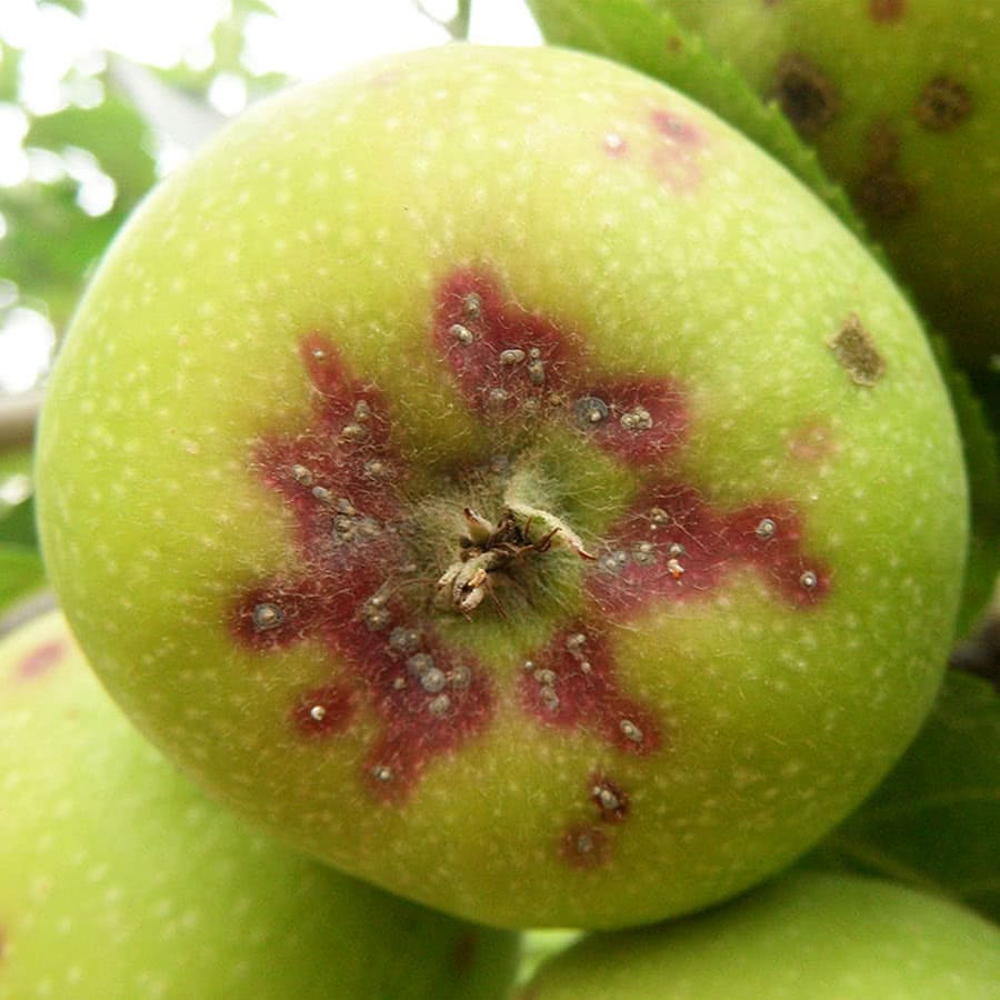 elkhadhra-Pou de San José-arbres-à-pépins