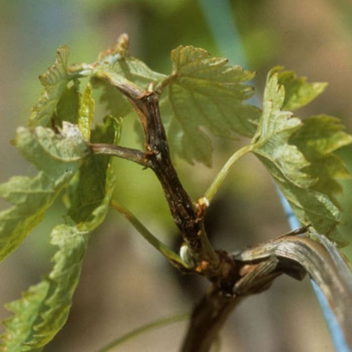 Elkhadra - Bactériose de la vigne