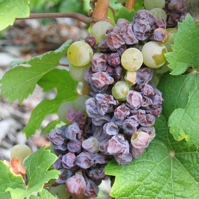 elkhadhra-Botrytis-Cinera-vigne