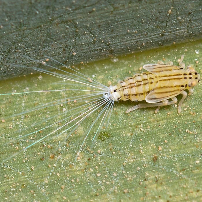 Elkhadra - Dubas Ommatissus lybicus Bergevin