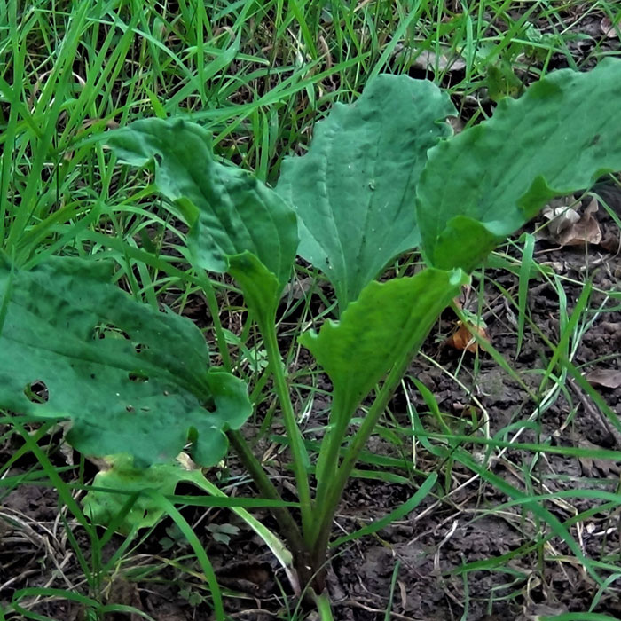 Elkhadra - Herbicide total "Oliviers"