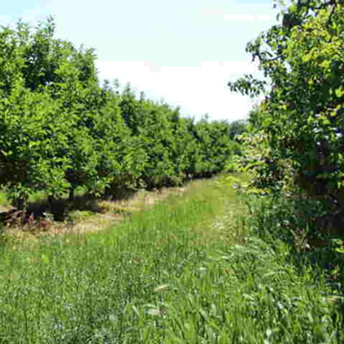 Elkhadra - Mauvaise herbes en pré et post levée "Oliviers"