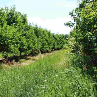 elkhadhra-Mauvaises herbes annuelles et vivaces-des-arbres-à-noyaux  