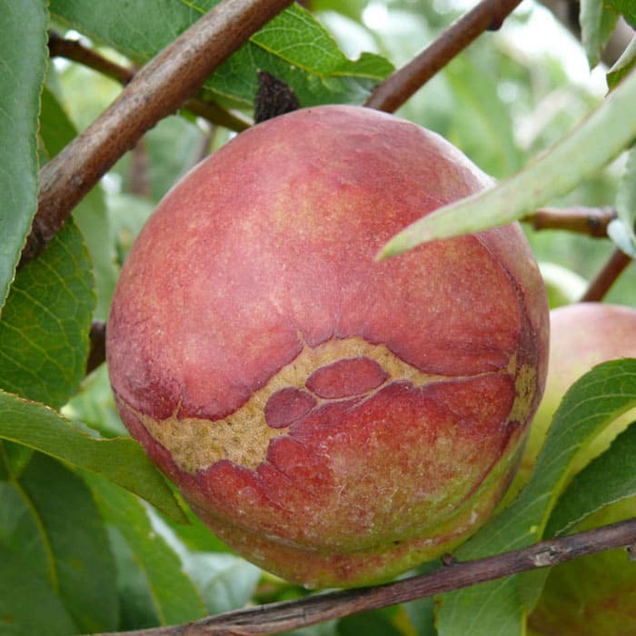 Elkhadra-Thrips-des-arbres-à-noyaux