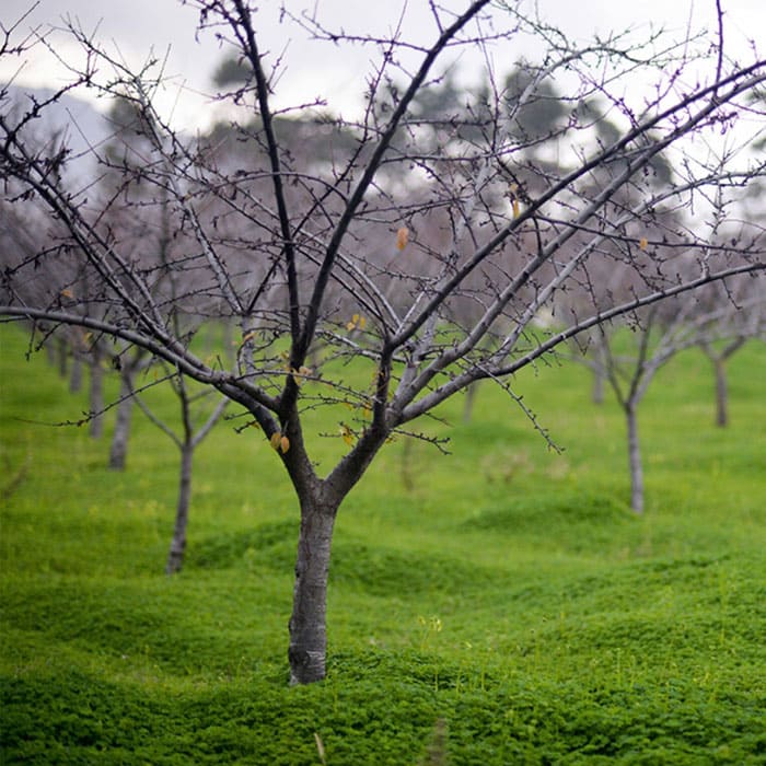 Elkhadra - Traitement d'hiver "Arbres à noyaux"