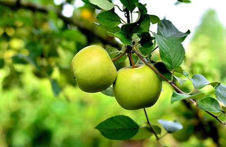 Arbre fruitiers à pépins