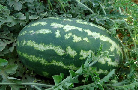 melon d’eau