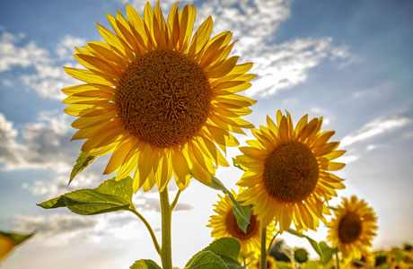 Tournesol