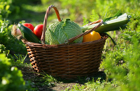 Cultures maraîchères