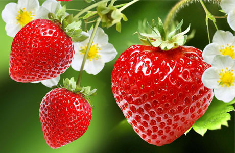 fraises