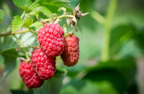 framboise