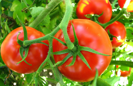 Tomates