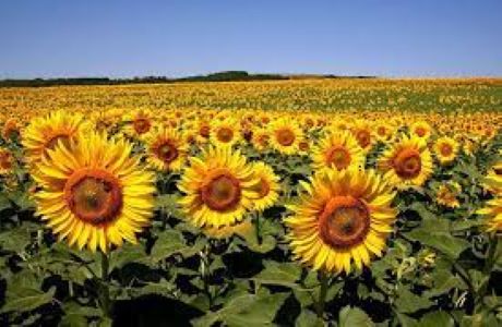 Tournesol