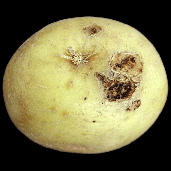 Elkhadra - Fusariose de la pomme de terre